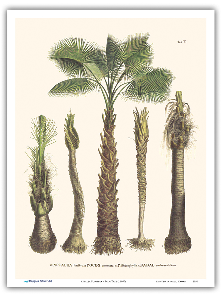 Bahia Piassava Palm Tree - Vintage Botanical Art by Friedrich & Martius  c.1800